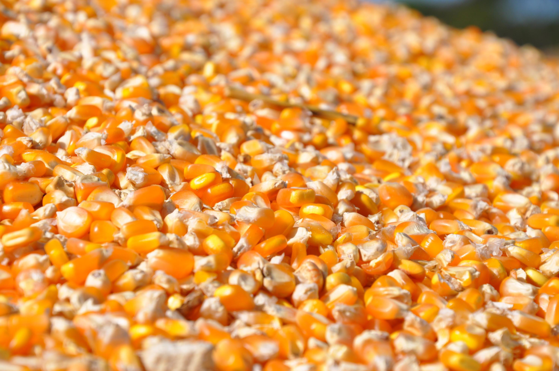 Nova estimativa da Conab para a produção de grãos na safra 2023/2024 está em 297,54 milhões de toneladas